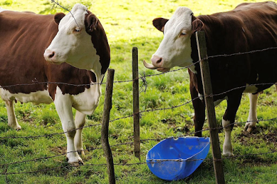 mirabelle tire la langue.png