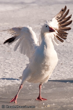 Oie des neiges.jpg