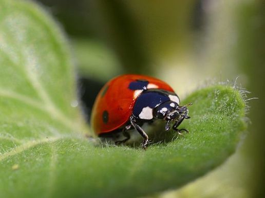 640px-Ladybug
