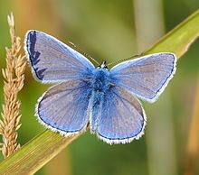 Parc_du_Marquenterre_pic-007