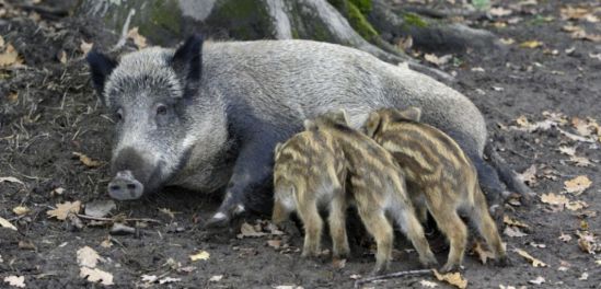 cover-r4x3w1000-57df4a57c2c89-famille-de-sangliers-en-foret