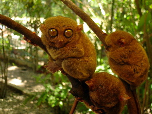 c7f44b17854c8d244e_Bohol.tarsier_jtlimphoto.JPG