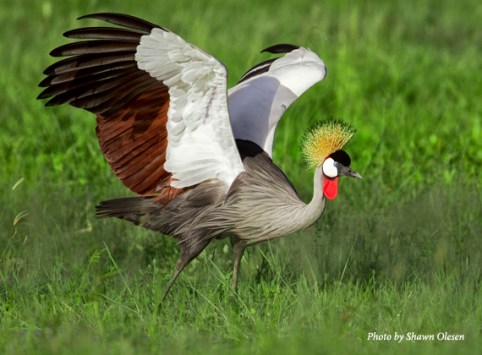 grey-crowned_cranes_shawn_olesen1.jpg
