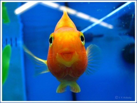 smiling_fish_by_shuleagra1-d4jd82l.jpg