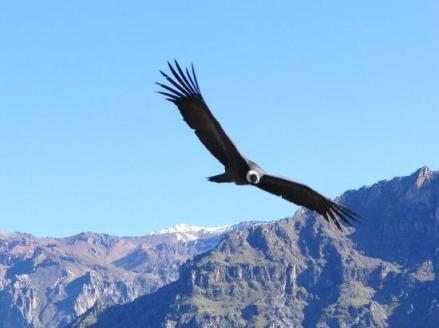 un-condor-ascendiendo.jpg