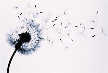 dandelion.jpg