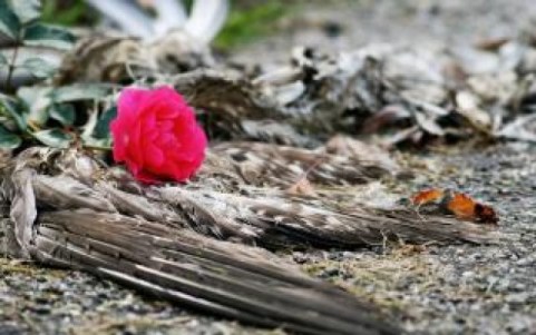 dead-bird-and-rose_19-131127.jpg