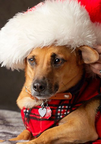Stasha-with-Santa-hat-and-neck-scarf.jpg