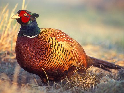 2016.06.28-Pheasant_Real.jpg