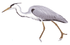 HeronCendreDessin.png