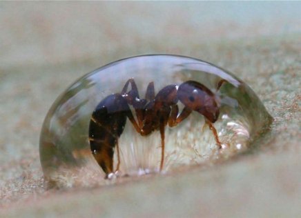ndapewa-an-ant-in-a-drop-1533469397463.png.jpeg