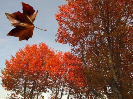 Platanes-en-automne.jpg