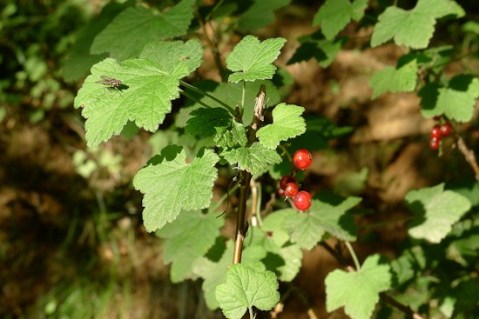 Red-currant-Ribes-rubrum-featured_550.jpg