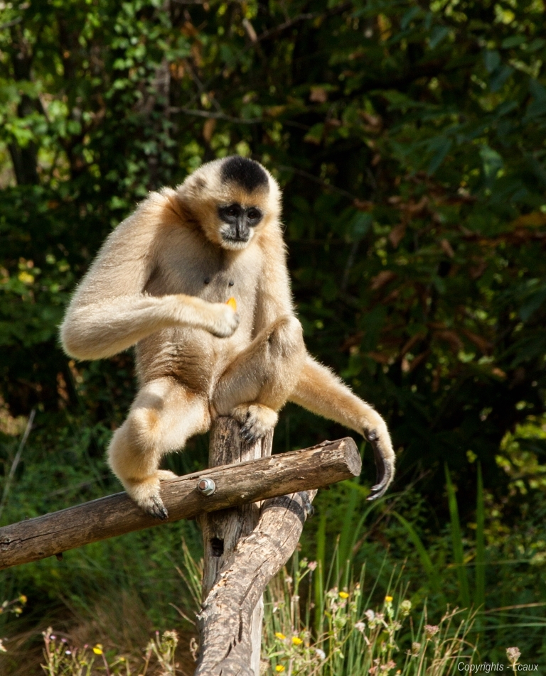 femelle-gibbon-a-favoris-blancs.jpg