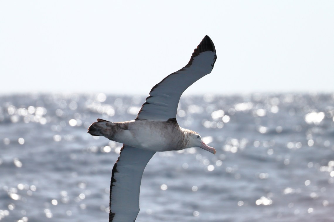 ed-dunens-wandering-albatross.jpg