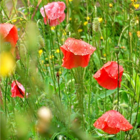 fraicheur_estivale_by_edredon