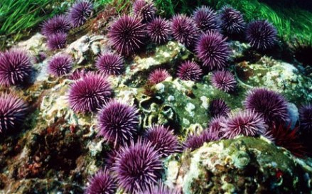 purple-sea-urchin.jpg
