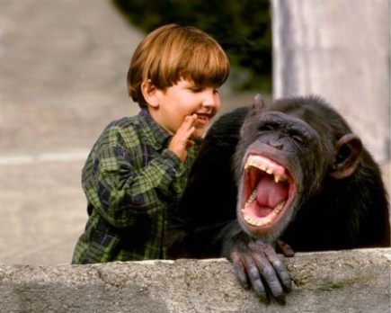 funny-laughing-chimp.jpg
