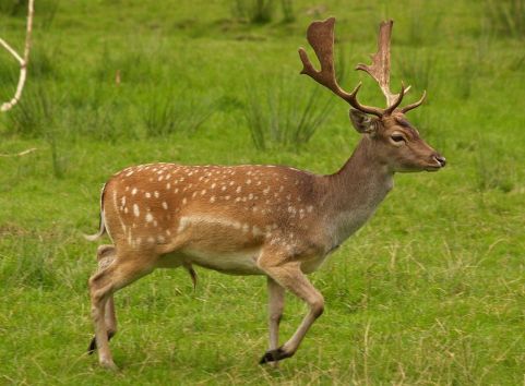 Fallow_deer_in_field_(cropped)