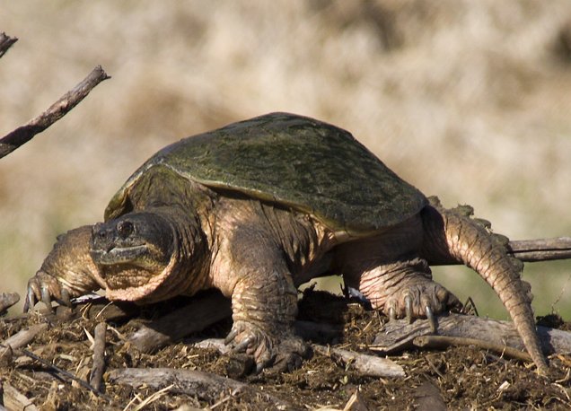 Common_Snapping_Turtle_1429.jpg