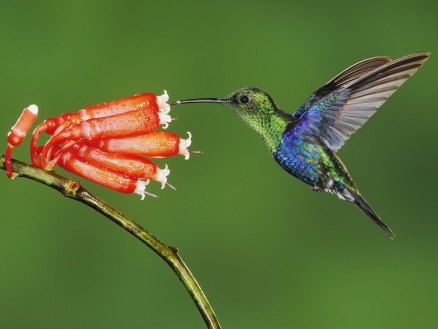 beautiful-hummingbird-wallpaper.jpg