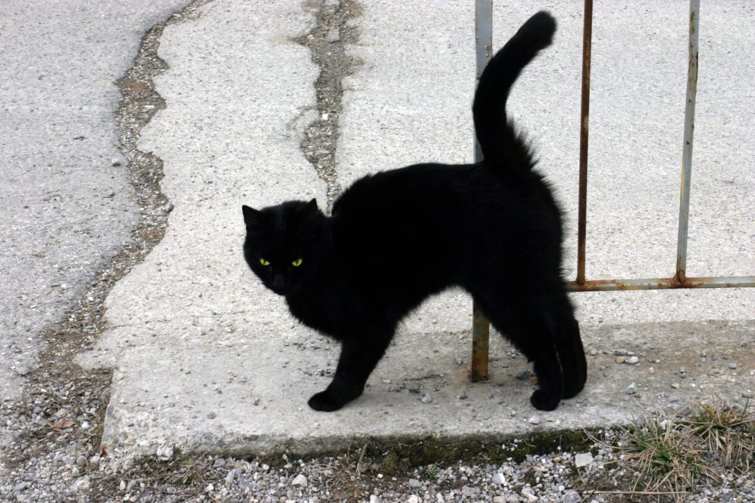 black-cat-nino-barbieri.jpg