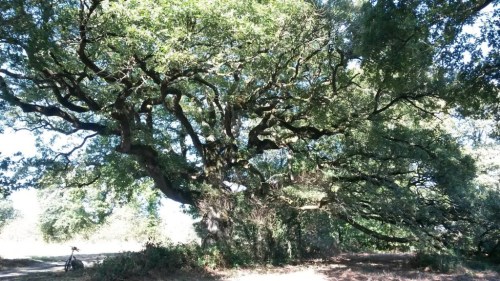 chêne Parhal.jpg