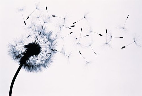 dandelion.jpg