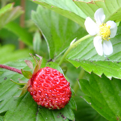 Fragaria-vesca-3.jpg