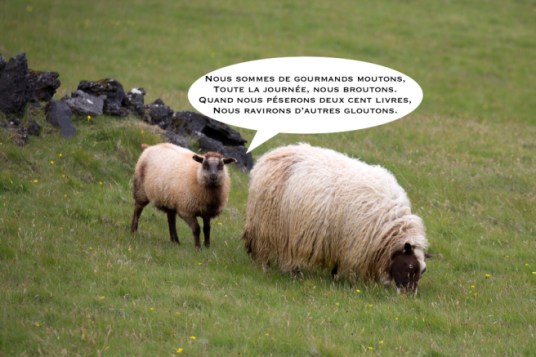 mouton.jpg