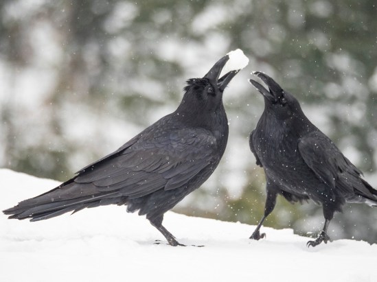 snowball-ravens-on-seymour-mar13-19.jpg