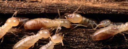 cropped-physical-termite-barrier-system-1-termites.jpg