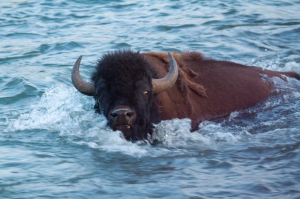 Bison swimming Lamar River