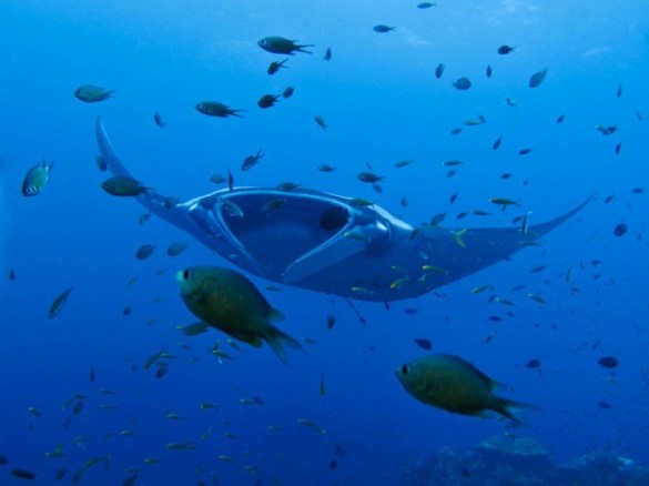 manta-ray-cleaning-station-at-hin-daeng-hin-muang-680x510