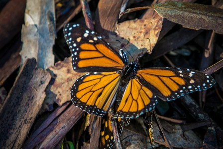 monarch-butterfly-tree
