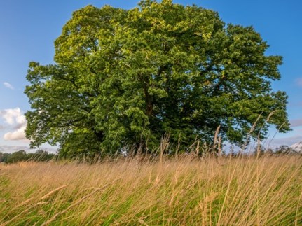 sweet-chestnut-habit-woodland-trust