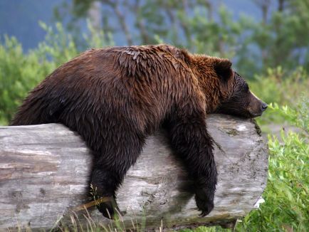 bear_sleepy