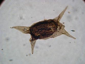 Eisenackidium_orientalis
