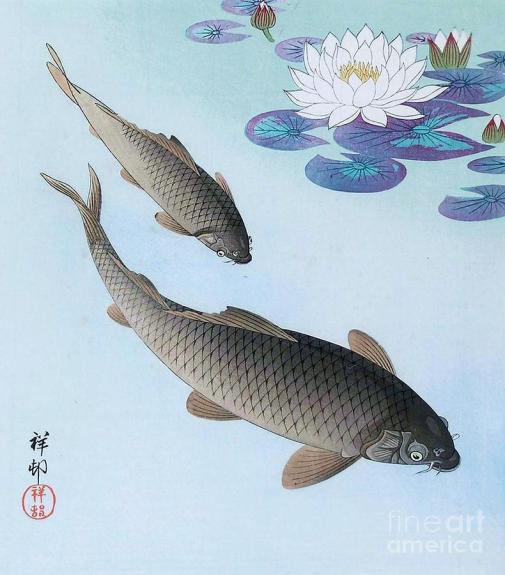 carp-under-white-lotus-flowers-pg-reproductions