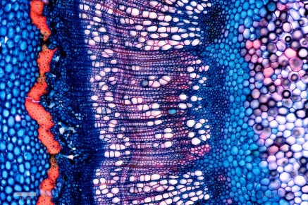 eckhard-volcker-exploring-the-microscopic-world-03