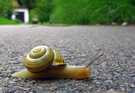 snail