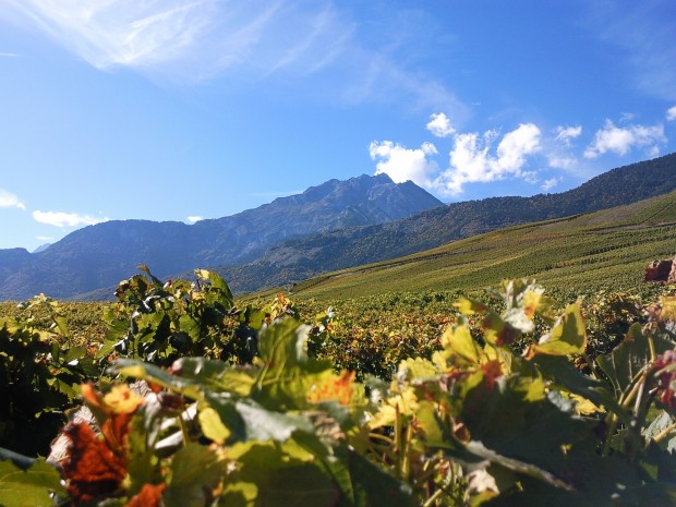 vigne_valais_galeriebig