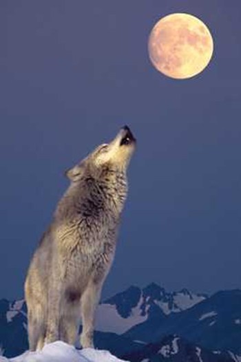 wolfhowl