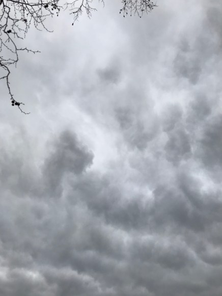 Grey Sky and Twiggy Branches 013119