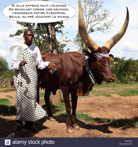un-vacher-de-sifflets-pour-controler-un-longicorne-africain-vache-dans-une-palissade-au-kings-palace-nyanza-au-rwanda-cpaxkd-3