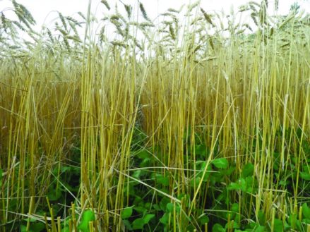 proof-positive-clover-800x600