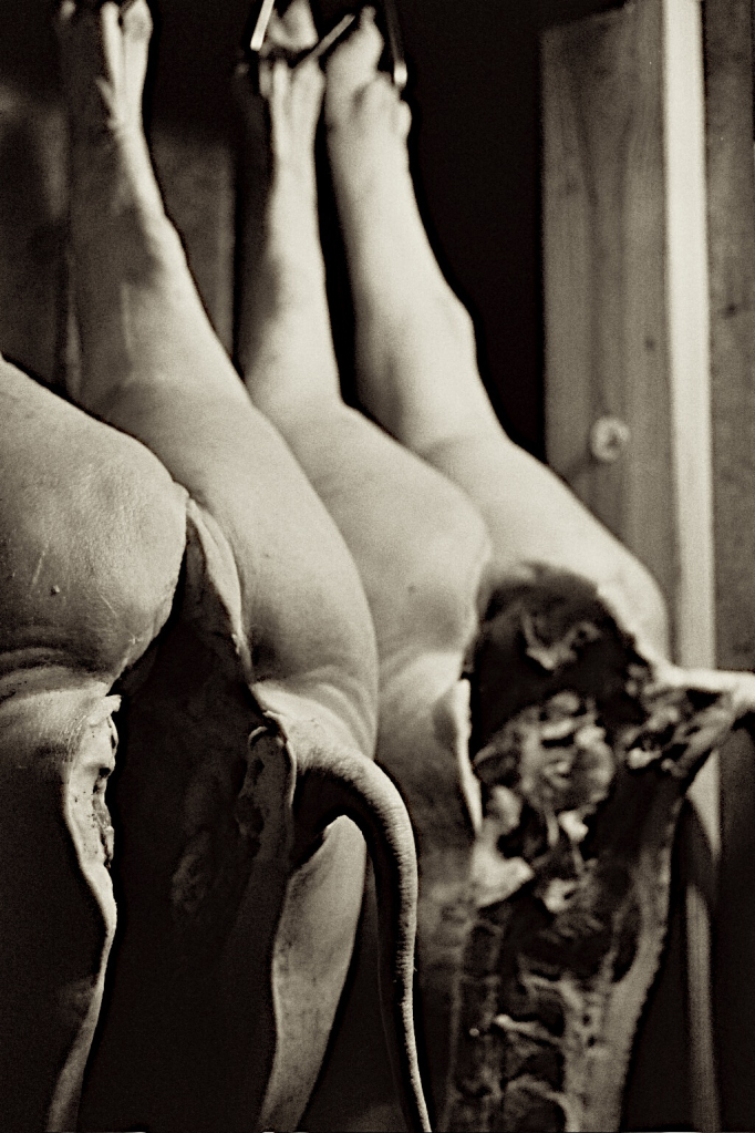 Cette image a un attribut alt vide ; le nom du fichier est pig_behinds.jpg