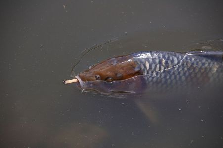 1024px-cyprinus_carpio_smoking
