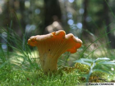 cantharellus-cibarius-600x450-1