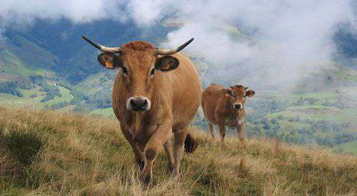 laroussier-auvergnecantal-photoactivitestouristiques10-fr2